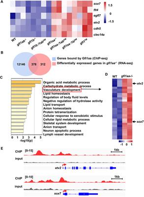 Gfi1aa/Lsd1 Facilitates Hemangioblast Differentiation Into Primitive Erythrocytes by Targeting etv2 and sox7 in Zebrafish